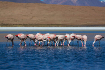 Lake Nakuru